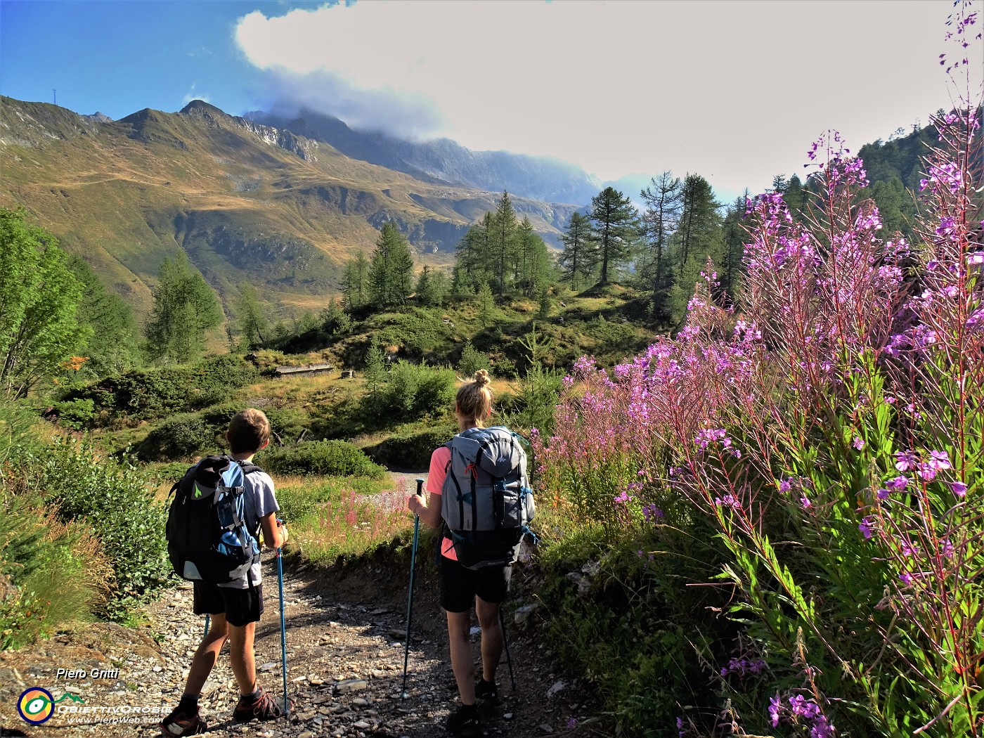 14 Rossi fiori di Epilobium angustifolium (Camenerio) con vista verso i Diavoli coperti dalle nubi.JPG